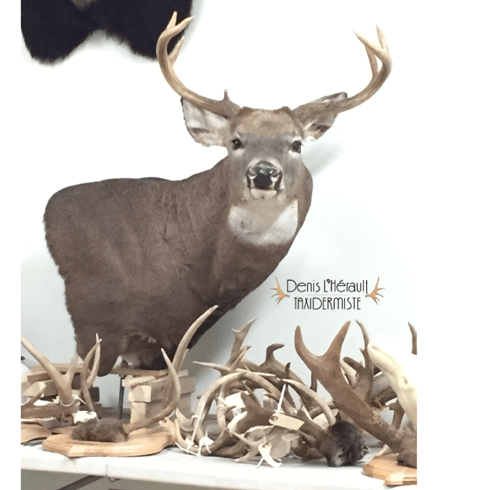 Réalisations - Taxidermie de l'estrie